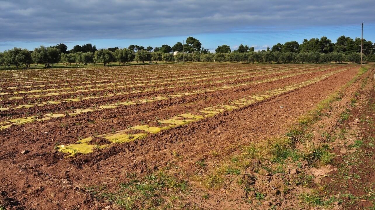 tomato fields